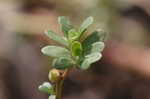 Little hogweed